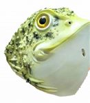 Halloween Animal Headgear Latex Golden Toad Mask